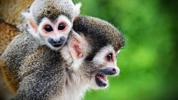 Manuel Antonio Park: Guided Tour with Ticket