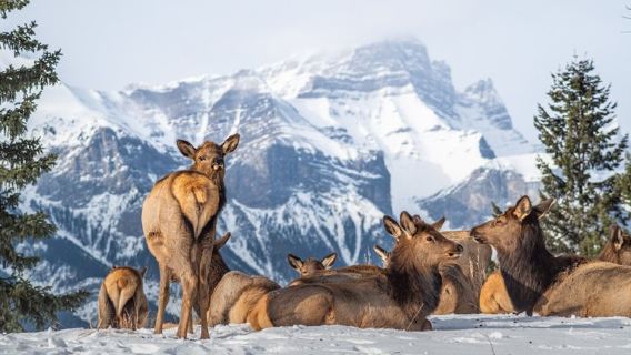 Banff: Atuty i dzika przyroda | Nagradzana wycieczka w małej grupie