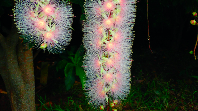 期間限定 一晩で散る幻の 一夜花 石垣島サガリバナ鑑賞ナイトツアー 夜 Trip Com 期間限定 一晩で散る幻の 一夜花 石垣島サガリバナ鑑賞ナイトツアー 夜 Trip Com