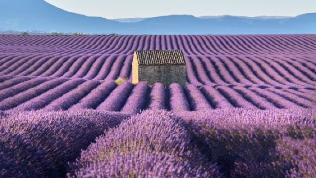 Lawatan sehari ke Lavender Valensole Provence Perancis dari Avignon dengan pengangkutan hotel untuk kumpulan 8 orang