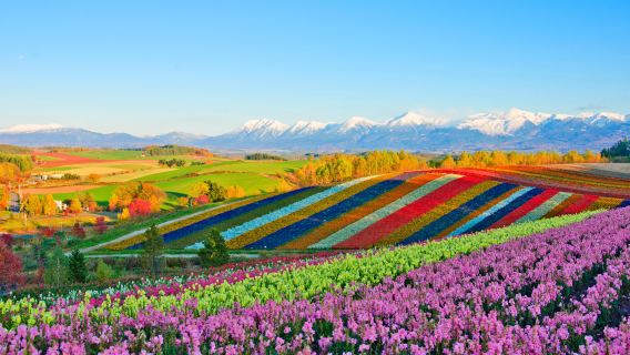 Tur Sehari Bukit Shikisai Kota Biei Hokkaido, Peternakan Tomita, Kolam Aoike, dan Air Terjun Shirahige