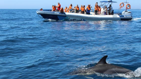 Dolphin Watching Tour from Lagos