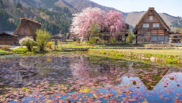 Japanese Ancient Town Tour (One Day) | Hida Highlands + Gunjo Hachiman + Shirakawa-go [English & Chinese Guided Tour]