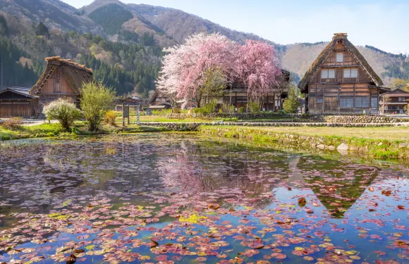 日本古鎮巡遊一日遊｜飛驒高地+郡上八幡+白川鄉【中英文導遊】