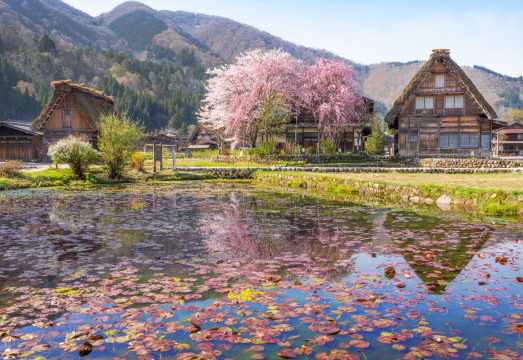 A one-day tour of ancient Japanese towns: Hida Highlands + Gunjo Hachiman + Shirakawa-go Gassho-zukuri Village