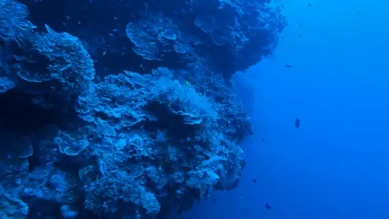 Bohol Panglao Island Hopping Tour