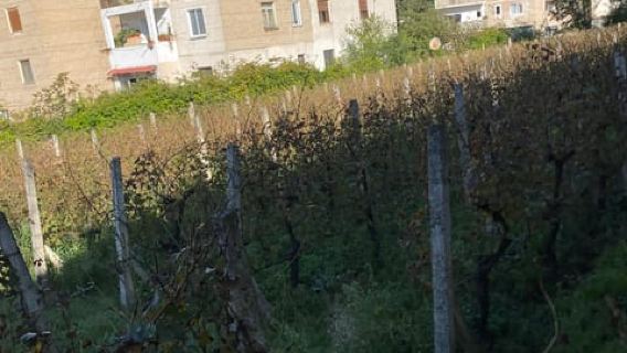 Da Tirana/Durazzo: DEGUSTAZIONE DI VINI PRESSO LA CANTINA URSS LIBRAZHD
