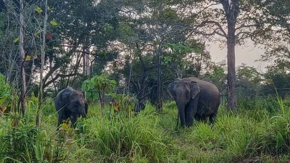 Công viên sinh thái Hurulu: Chuyến tham quan Safari buổi sáng hoặc buổi tối kéo dài 3 giờ