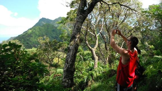 Honolulu: Wanderung durch den hawaiianischen Vulkanregenwald