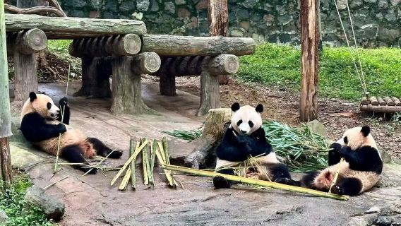 Tour di un giorno alla base dei panda giganti di Wolong Shenshuping + sito commemorativo del terremoto di Yingxiu + Dujiangyan