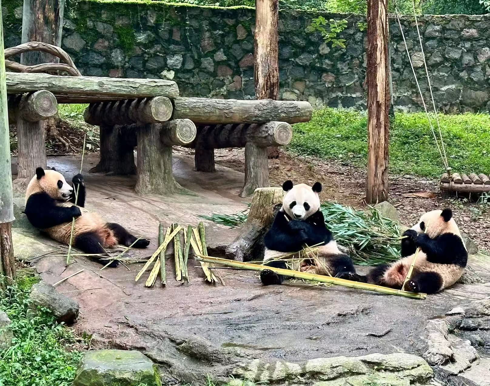 ทัวร์ 1 วัน ที่ฐานแพนด้ายักษ์เสินชู่ผิงอู่หลง + ซากแผ่นดินไหวยิ่งซิ่ว + ตูเจียงเยี่ยน