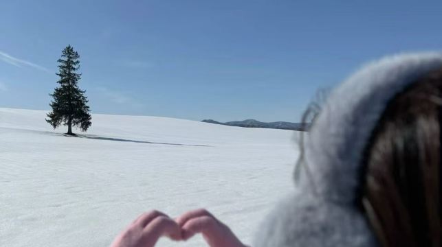 美瑛孤獨樹+白鬚瀑布+旭川動物園+森林精靈露台【包車遊】