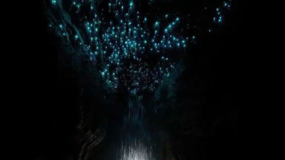 紐西蘭奧克蘭周邊比特村 + 懷託摩螢火蟲洞-包車-精選行程