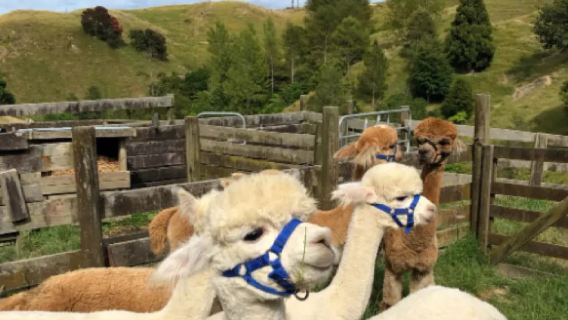 新西蘭基督城市中心精華打卡網紅經典景點-包車-精選行程