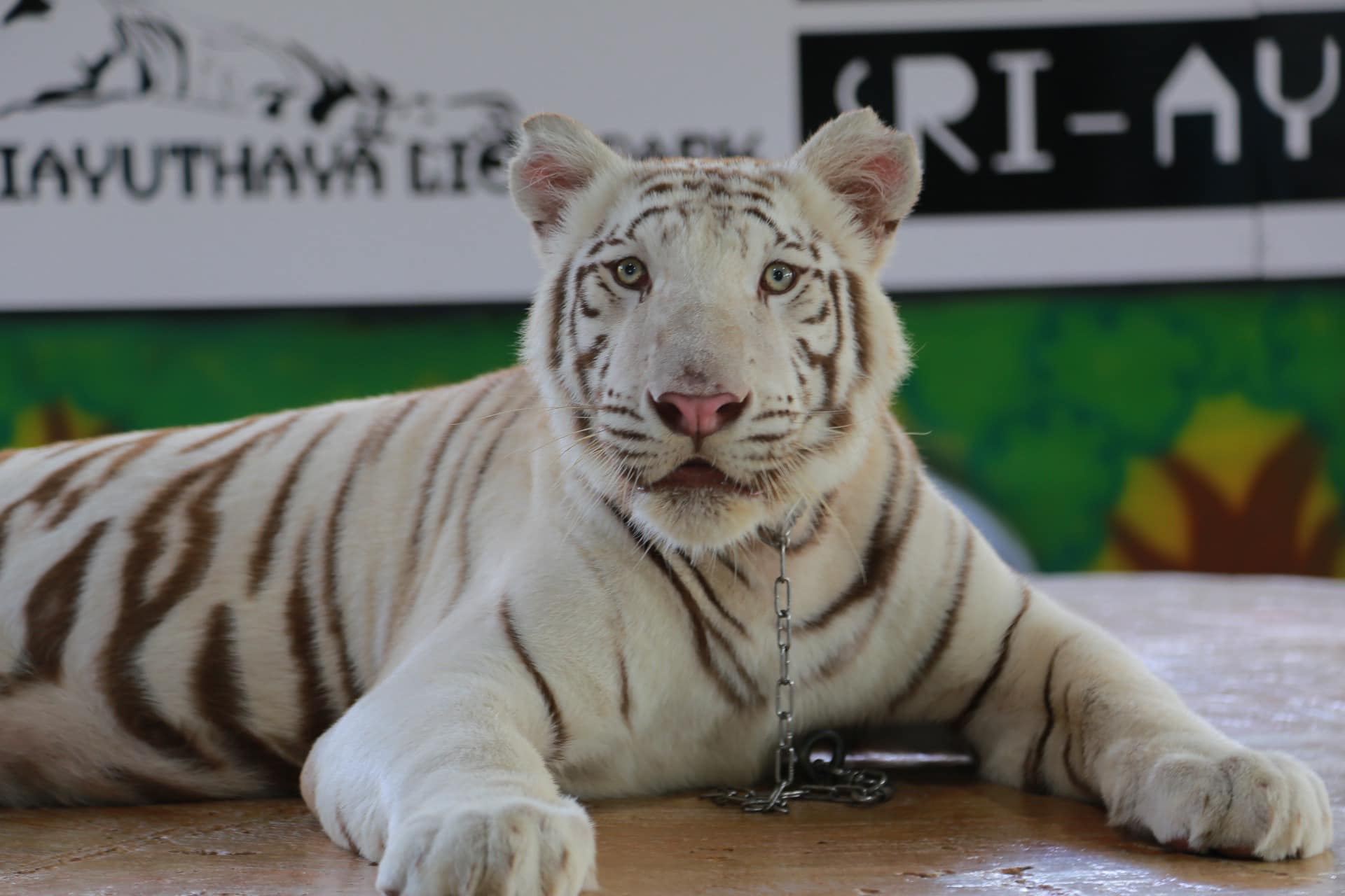 泰國曼谷來回大城水上市場+獅子王動物園+柴瓦塔那蘭寺一日遊
