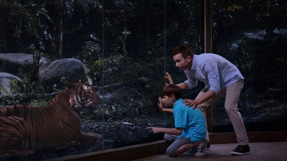 シンガポール発|ナイトサファリ|日本語含むマルチ音声|(夕食付き/往復送迎付き/チャンギ国際空港お送りプランあり)