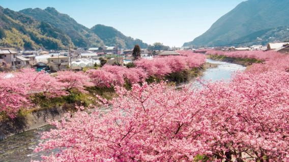 【河津桜】伊豆ワンデーツアー(観海列車チケット付き)|城ヶ崎海岸|ホテル送迎サービスあり