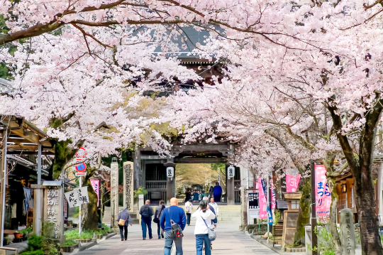 Nagoya Spring Cherry Blossom Grand View 1-day Tour: Tanigumi-san Kegon-ji Temple + Yoro Park + Kiyos