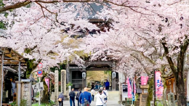 Nagoya Spring Cherry Blossom Grand View 1-day Tour: Tanigumi-san Kegon-ji Temple + Yoro Park + Kiyosu Castle