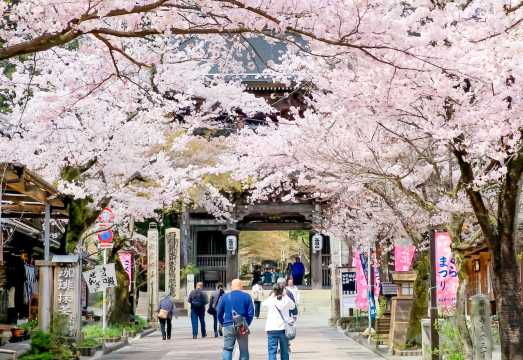 Nagoya Spring Cherry Blossom Grand View 1-day Tour: Tanigumi-san Kegon-ji Temple + Yoro Park + Kiyosu Castle