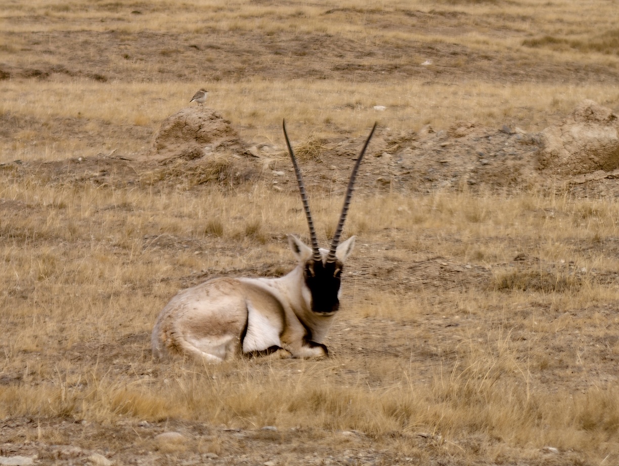 索南達傑保護站+氧氣樽