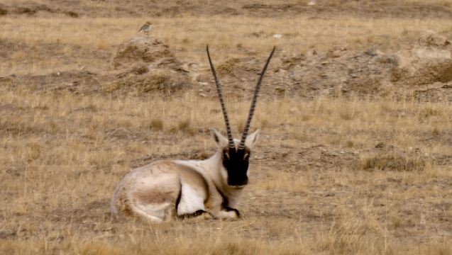 Kekexili National Nature Reserve Suonan Dajie Protection Station + Oxygen Tank