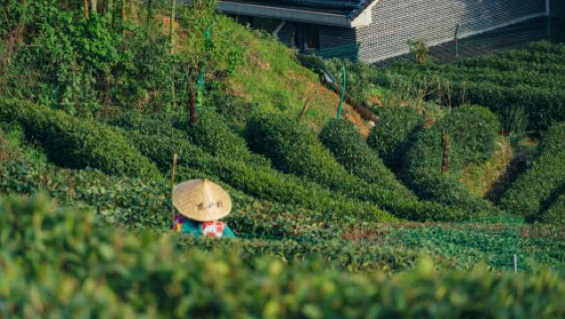 หางโจว: ทัวร์วันเต็มที่หมู่บ้านหลงเจียง ชมวัฒนธรรมชาและพื้นที่ชุ่มน้ำซีซี | ชิมชาและนั่งเรือพาย