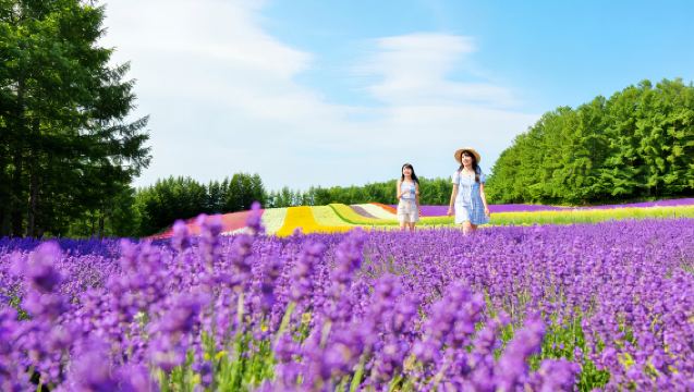Tour estivo di un giorno per ammirare i fiori in Hokkaido: Collina Shikisai, Fattoria Tomita, Stagno Blu, Cascata Shirahige