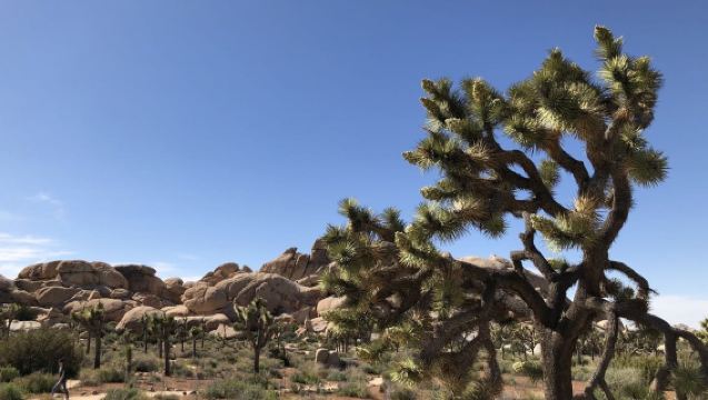 美國洛杉磯來回+約書亞樹國家公園+棕櫚泉一日遊【中文包車】