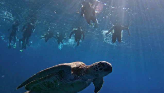 【夏季限定|写真プレゼント|集合場所選択可能】沖縄慶良間半日シュノーケリング