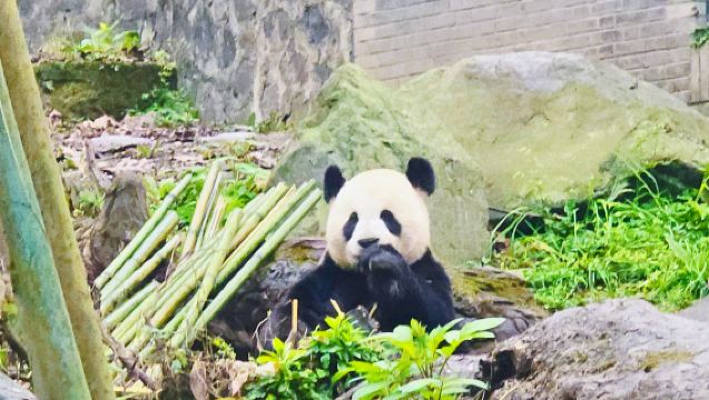 1-day tour: Dujiangyan China Giant Panda Garden (formerly known as Panda Paradise) + Panda Poop Papermaking + Movable Type Printing