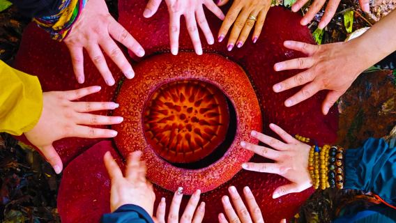 Lawatan Setengah Hari ke Tapak Bunga Rafflesia Kota Kinabalu - Boleh Dipadankan dengan Hutan Bakau Sabah, Kunang-Kunang, Monyet Proboscis & Bunga Rafflesia