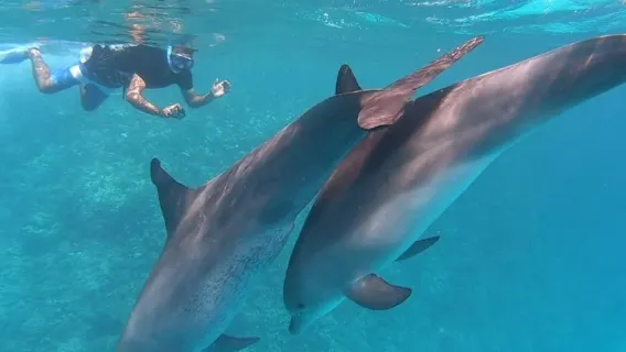 Nadar con delfines en Hurgada - esnórquel, visita a la isla, almuerzo y traslado al hotel incl.