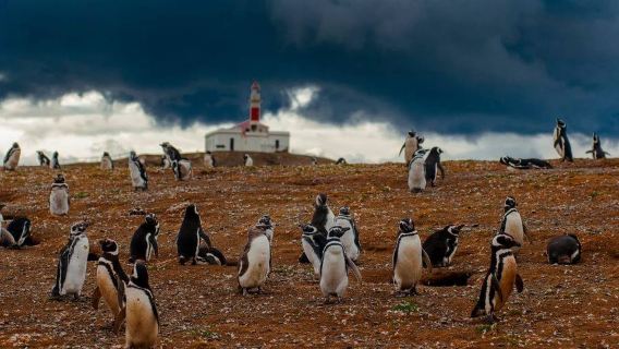 Magdalena Island Penguin Tour by Boat from Punta Arenas