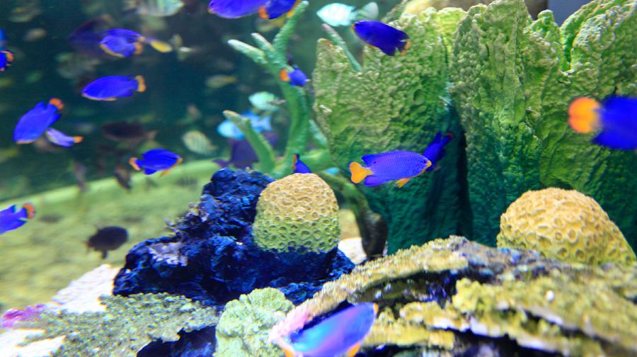 杜拜水族館和水下動物園