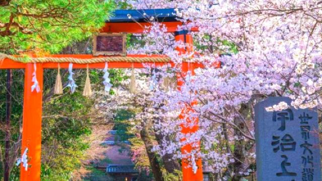 Partenza da Osaka | Pellegrinaggio ai sigilli Daruma del Tempio Byodo-in di Uji, Santuario di Fushimi Inari-taisha e Tempio Katsuō-ji!