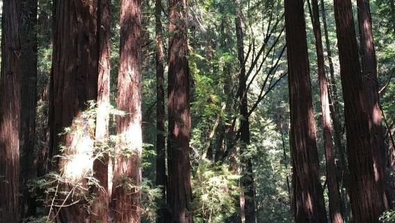 San Francisco City Tour + Muir Woods