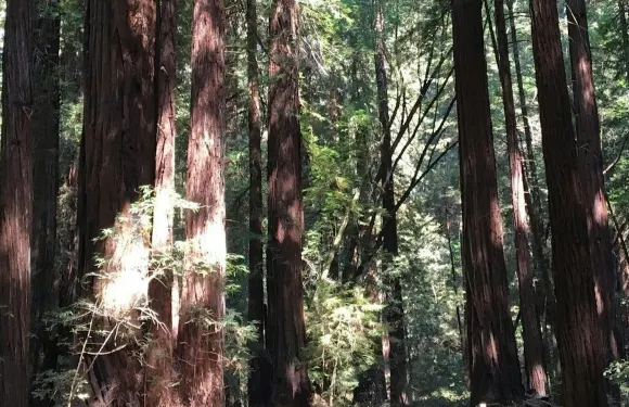 三藩市市區遊 + 繆爾森林 (Muir Woods)