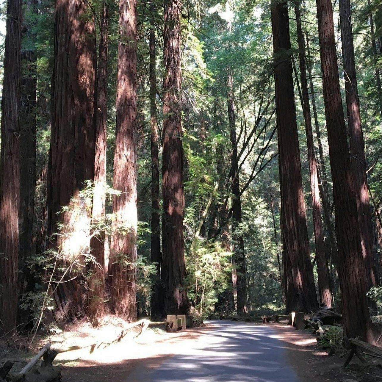 San Francisco City Tour + Muir Woods