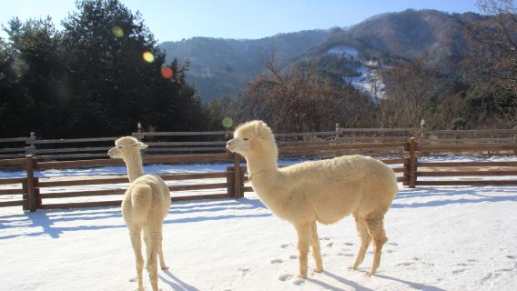 Korea Alpaka-Ranch + Nami-Insel + Schienenfahrrad + Arboretum-Nachtlichttour (Abfahrt von Seoul)
