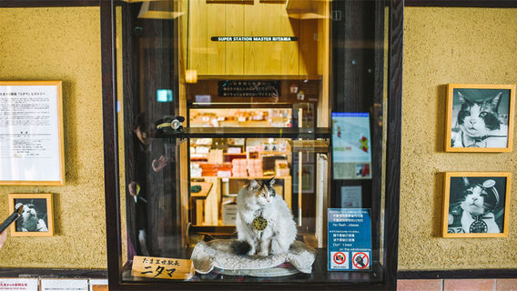 和歌山市日遊