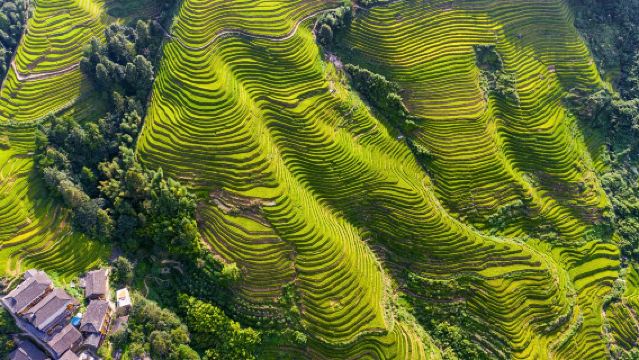 1-day tour from Guilin: Longji Rice Terraces + Jinkeng Terraced Fields + Huangluo Village of Yao Nationality