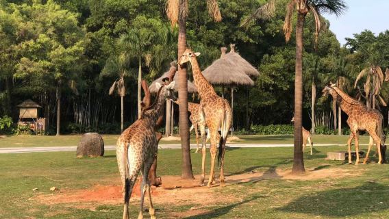 Visite privée d'une journée à Guangzhou : parc safari de Chimelong