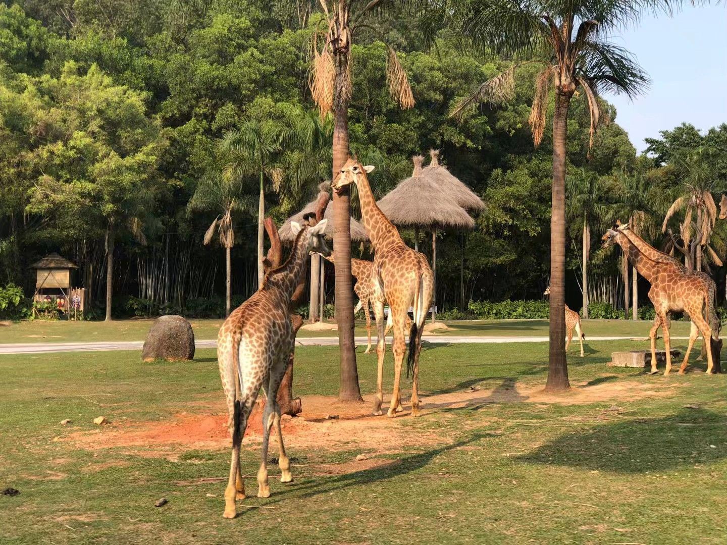 Private guided day tour of Chimelong Safari Park in Guangzhou