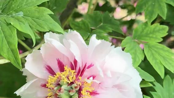 Luoyang Peony Festival - In-depth explanation and local experience by experienced guide in Chinese/English