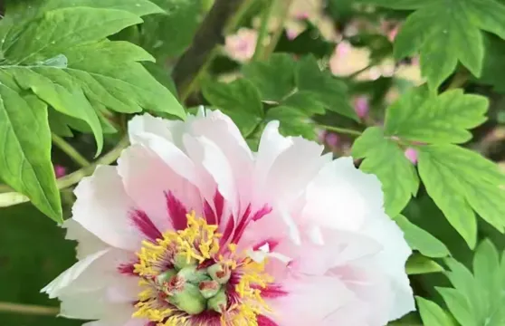 洛陽牡丹節-資深導遊中/英文深度講解及當地體驗