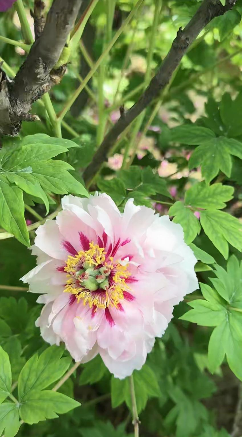 Luoyang Peony Festival - In-depth Guided Tour with Local Experiences by Senior Bilingual Guide