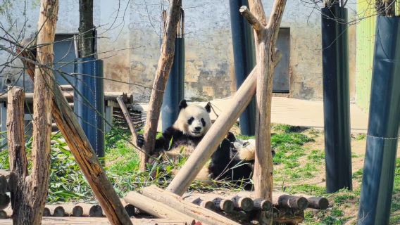 Xi'an Qinling Sibao Science Park Panda Qizai Half Day Tour (English/ Chinese/Mandarin guide)