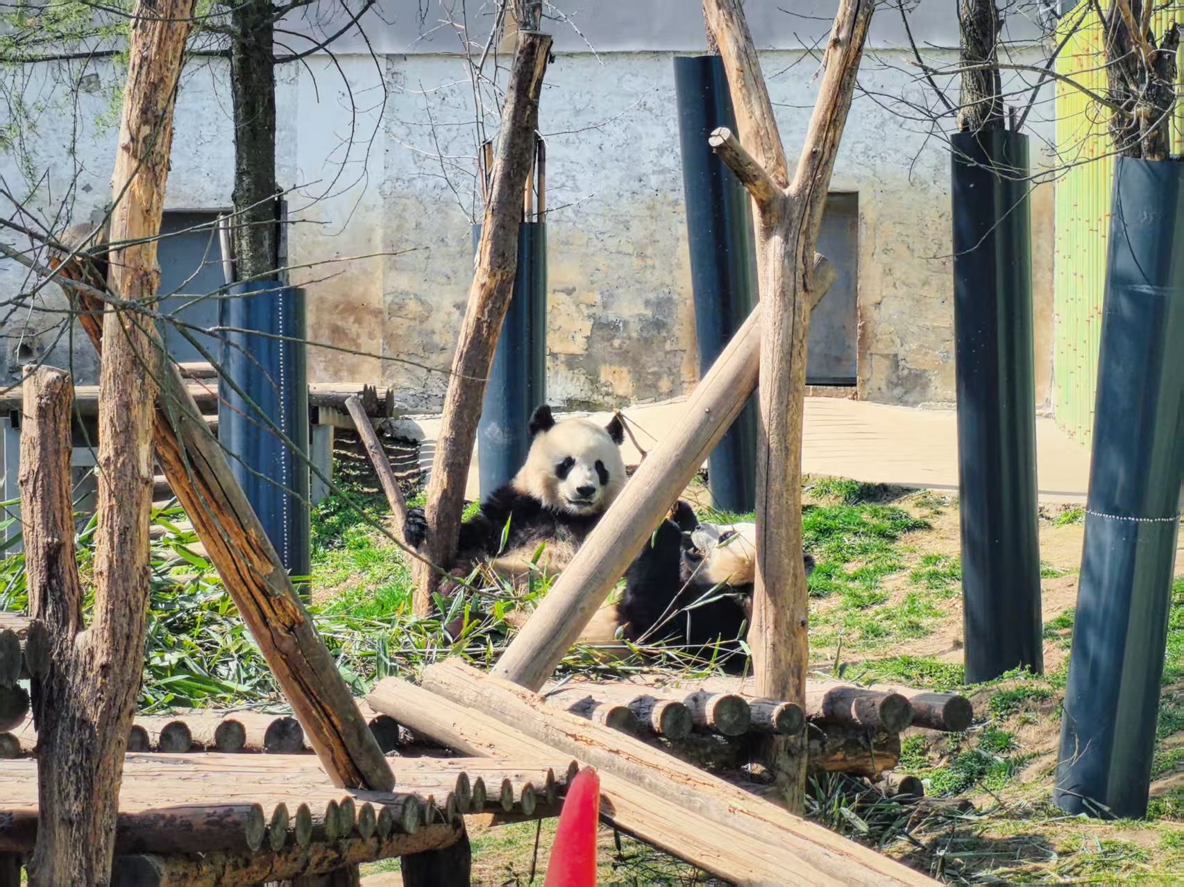 Half-day tour to see panda Qizai at Qinling Four Rare Animals Science Park in Xi'an (English/Chinese guide)