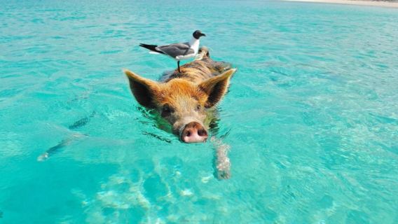 Однодневный тур или полудневный тур с дайвингом и сноркелингом на Ко Тао, Ко Нанг Юан и острове Свиней (4–8 ч) на скоростном катере/моторной лодке с обедом, Ко Самуи, Таиланд